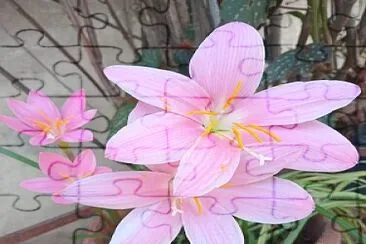 Zephyranthes carinata jigsaw puzzle