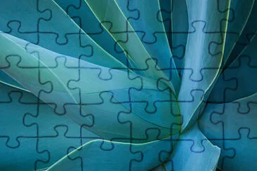 Planta jigsaw puzzle