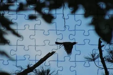 Bird in Flight Silhouette