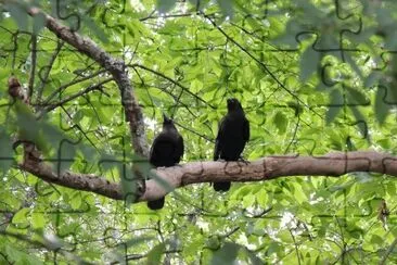 Pair of Crows