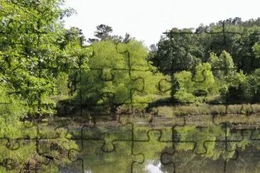 Weeping Willow Reflection