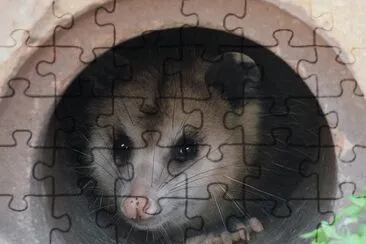 Possum in a Pipe