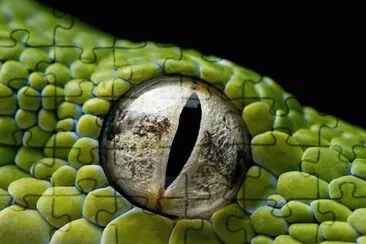 Reptile Eye