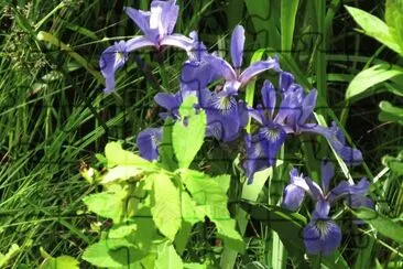 Swamp Irises  so pretty