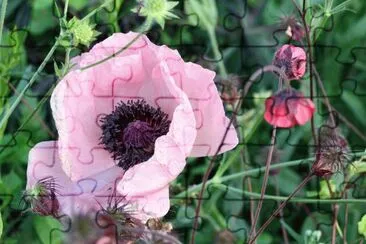 Pink poppy