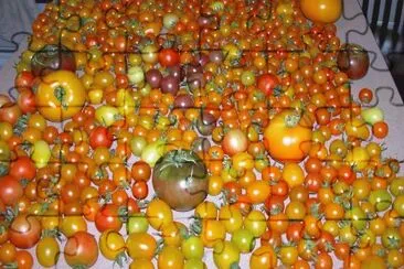 tomatoes