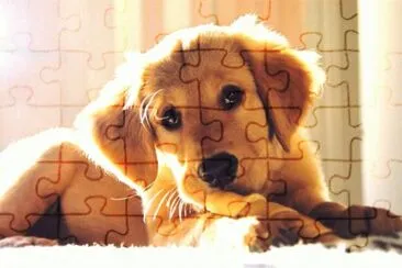 perrito jigsaw puzzle