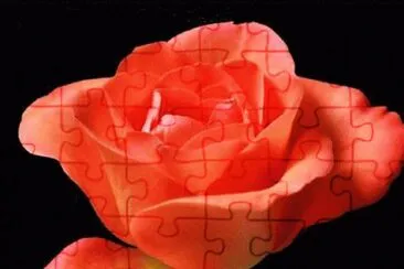 Rosa jigsaw puzzle