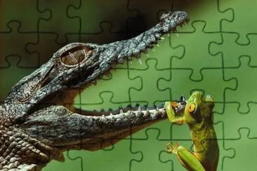 Animais silvestres jigsaw puzzle