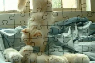 Mamãe gata e seus filhotes jigsaw puzzle