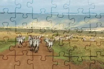 Zebras jigsaw puzzle