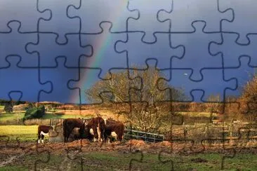 Rainbow cows