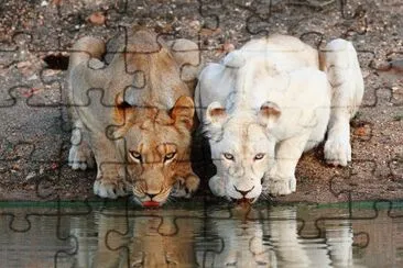 white and brown lions jigsaw puzzle