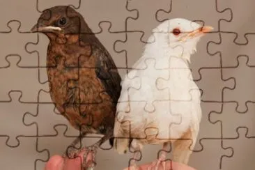 White and Brown Wackybirds jigsaw puzzle