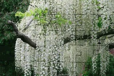 arbre Ã  fleurs