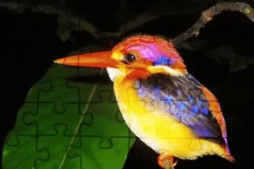 colorful kingfisher-40