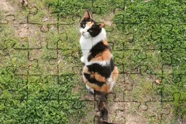 Calico Cat