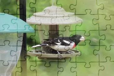 Rose Breasted Grosbeak