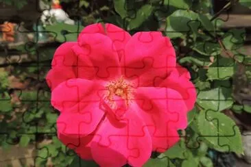 Rose jigsaw puzzle