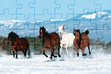 Horses in the Snow