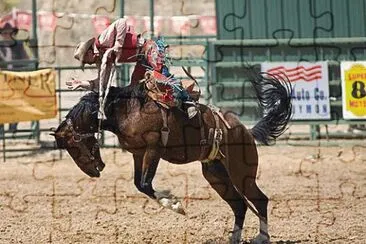 Rodeo Horse