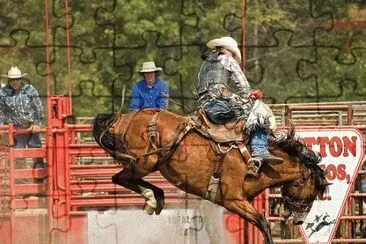 Rodeo Horse