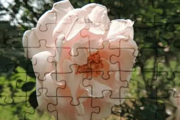 Pink Rose jigsaw puzzle