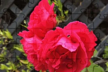 Roses jigsaw puzzle