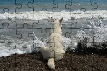 CÃ£o na praia