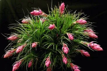 Tillandsia stricta