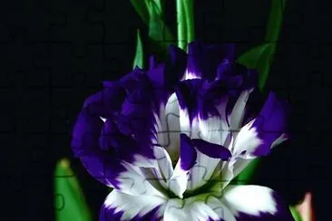 fleurs: lysianthus