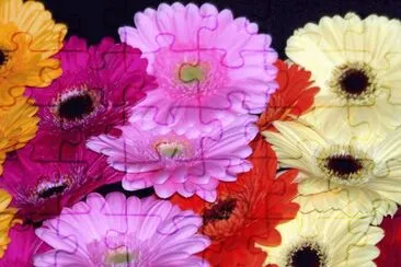 fleurs: gerberas