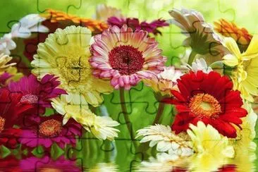 fleurs: gerberas