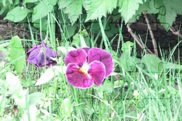 Pretty purple pansies