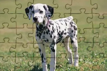 dalmatien