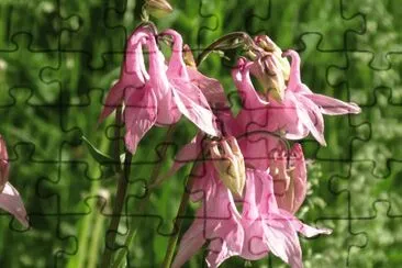 Pretty pink wildflowers