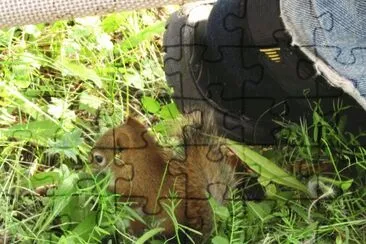 Baby red squirrel by husband 's foot