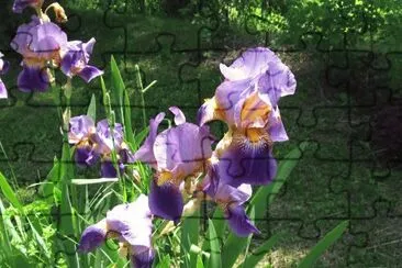 Purple Iris