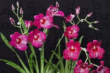 fleurs:orchidÃ©es jigsaw puzzle