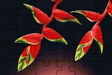 fleurs: heliconia jigsaw puzzle