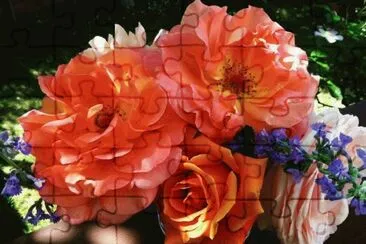 fleurs: roses jigsaw puzzle