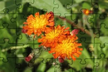 Orange flowers