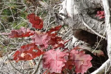 פאזל של Oak tree leaves