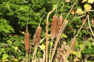 פאזל של Bullrushes at the roadside