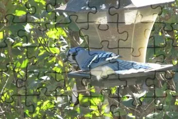 פאזל של Blue Jay at the feeder