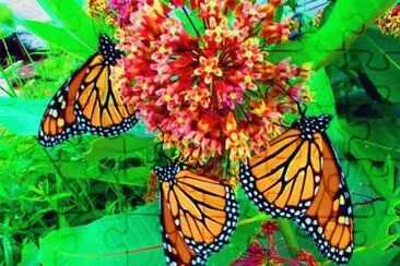 Monarch butterflies