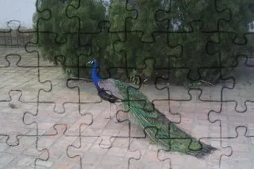 Pavo Real jigsaw puzzle