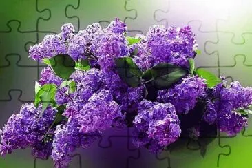 lilas