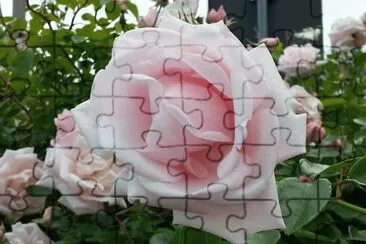 rosa New Dawn jigsaw puzzle