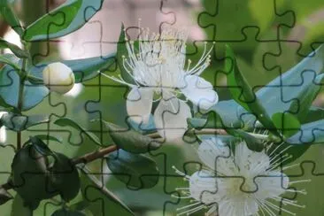 myrtus communis jigsaw puzzle